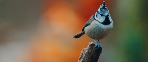 télévision,documentaire,critique,voir l'automne une saison en france,jeremy frey,france télévisions,yann arthus-bertrand,cinéma